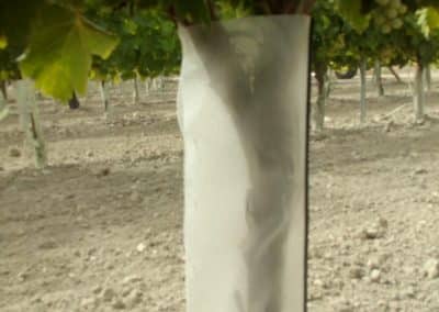 Protectores para plantones Agrotextil
