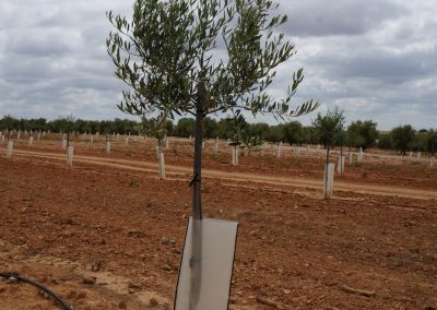 Protectores para plantones Agrotextil