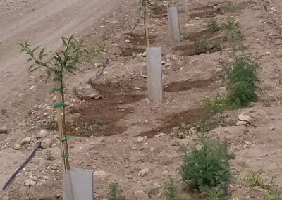 Protectores para plantones Agrotextil