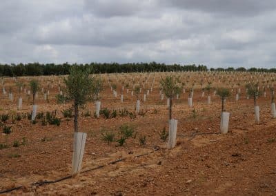 Protectores para plantones Agrotextil