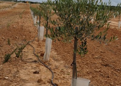 Protectores para plantones Agrotextil