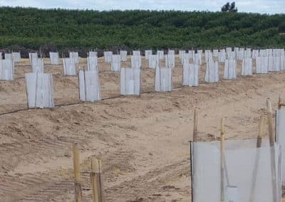Protectores para plantones Agrotextil