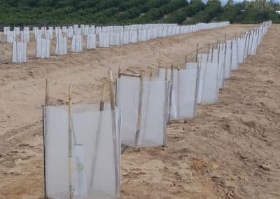 Protectores para plantones Agrotextil